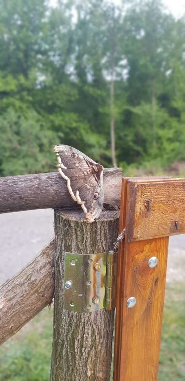 Лоджи Orahovo Cottages Вирпазар-23