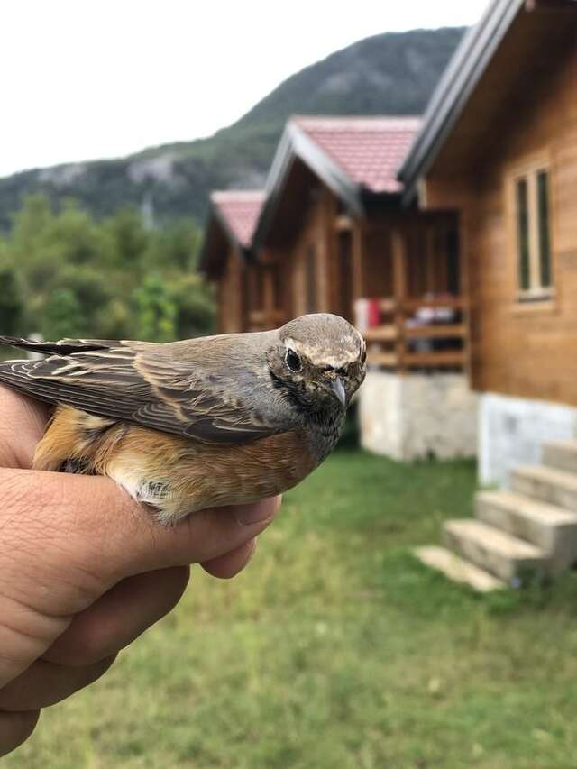 Лоджи Orahovo Cottages Вирпазар-5